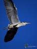 Filename=0038_fotowilga~44.JPG
Filesize=180KB
Dimensions=525x700
Date added=Feb 09, 2018 0038_fotowilga~44.JPG