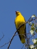 Filename=0039_fotowilga.JPG
Filesize=238KB
Dimensions=525x700
Date added=May 26, 2019 0039_fotowilga.JPG