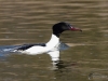 Filename=0039_fotowilga~49.JPG
Filesize=232KB
Dimensions=700x525
Date added=Apr 04, 2018 0039_fotowilga~49.JPG