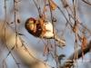 Filename=003_fotowilga~22.JPG
Filesize=104KB
Dimensions=640x480
Date added=Apr 17, 2016 003_fotowilga~22.JPG