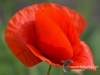 003_fotowilga~24.JPG