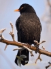 Filename=003_fotowilga~29.JPG
Filesize=54KB
Dimensions=360x480
Date added=Jan 23, 2017 003_fotowilga~29.JPG