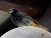 Filename=003_fotowilga~39.JPG
Filesize=233KB
Dimensions=700x525
Date added=Jul 12, 2017 003_fotowilga~39.JPG