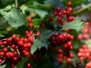 003_fotowilga~41.JPG
