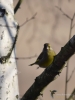 Filename=003_fotowilga~46.JPG
Filesize=207KB
Dimensions=525x700
Date added=Feb 09, 2018 003_fotowilga~46.JPG