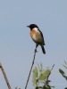 Filename=003_fotowilga~47.JPG
Filesize=178KB
Dimensions=525x700
Date added=Feb 15, 2018 003_fotowilga~47.JPG