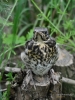 Filename=003_fotowilga~49.JPG
Filesize=290KB
Dimensions=525x700
Date added=Mar 23, 2018 003_fotowilga~49.JPG