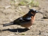 Filename=003_fotowilga~50.JPG
Filesize=270KB
Dimensions=700x525
Date added=Sep 02, 2018 003_fotowilga~50.JPG