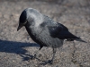 Filename=003_fotowilga~51.JPG
Filesize=270KB
Dimensions=700x525
Date added=Oct 18, 2018 003_fotowilga~51.JPG