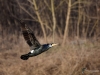 Filename=003_fotowilga~53.JPG
Filesize=239KB
Dimensions=700x525
Date added=Feb 07, 2019 003_fotowilga~53.JPG