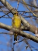 Filename=003_fotowilga~54.JPG
Filesize=275KB
Dimensions=525x700
Date added=Mar 10, 2019 003_fotowilga~54.JPG