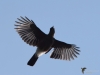 Filename=003_fotowilga~55.JPG
Filesize=174KB
Dimensions=700x525
Date added=Apr 01, 2019 003_fotowilga~55.JPG