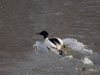 Filename=003_fotowilga~56.JPG
Filesize=273KB
Dimensions=700x525
Date added=May 26, 2019 003_fotowilga~56.JPG