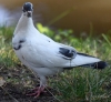 Filename=003_fotowilga~57.JPG
Filesize=338KB
Dimensions=700x650
Date added=Aug 07, 2019 003_fotowilga~57.JPG