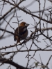 Filename=003_fotowilga~58.JPG
Filesize=253KB
Dimensions=525x700
Date added=Oct 05, 2019 003_fotowilga~58.JPG