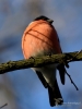 Filename=00401_fotowilga~25.JPG
Filesize=230KB
Dimensions=525x700
Date added=Dec 04, 2018 00401_fotowilga~25.JPG