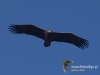 Filename=0040_fotowilga~38.JPG
Filesize=54KB
Dimensions=640x480
Date added=Feb 21, 2017 0040_fotowilga~38.JPG