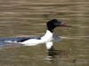 Filename=0040_fotowilga~55.JPG
Filesize=238KB
Dimensions=700x525
Date added=Apr 04, 2018 0040_fotowilga~55.JPG