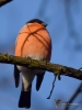 Filename=00410_fotowilga~20.JPG
Filesize=227KB
Dimensions=525x700
Date added=Aug 19, 2018 00410_fotowilga~20.JPG