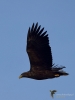 Filename=00411_fotowilga~30.JPG
Filesize=220KB
Dimensions=525x700
Date added=Nov 09, 2019 00411_fotowilga~30.JPG