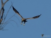 Filename=00415_fotowilga~18.JPG
Filesize=203KB
Dimensions=700x525
Date added=Dec 23, 2019 00415_fotowilga~18.JPG
