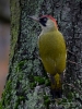 Filename=00417_fotowilga~30.JPG
Filesize=344KB
Dimensions=525x700
Date added=Jan 17, 2018 00417_fotowilga~30.JPG