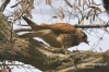 Filename=00417_fotowilga~7.JPG
Filesize=134KB
Dimensions=720x480
Date added=Mar 08, 2014 00417_fotowilga~7.JPG