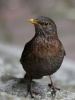 Filename=00419_fotowilga~30.JPG
Filesize=226KB
Dimensions=525x700
Date added=May 25, 2018 00419_fotowilga~30.JPG