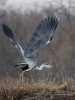 Filename=00421_fotowilga~30.JPG
Filesize=253KB
Dimensions=525x700
Date added=Mar 08, 2018 00421_fotowilga~30.JPG