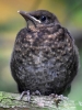 Filename=00423_fotowilga~29.JPG
Filesize=321KB
Dimensions=525x700
Date added=May 25, 2018 00423_fotowilga~29.JPG