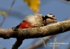 Filename=00427_fotowilga~8.JPG
Filesize=95KB
Dimensions=640x452
Date added=Jan 16, 2016 00427_fotowilga~8.JPG