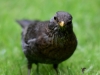 Filename=0042_fotowilga~57.JPG
Filesize=223KB
Dimensions=700x525
Date added=Apr 28, 2019 0042_fotowilga~57.JPG