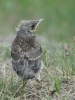 Filename=00438_fotowilga~0.JPG
Filesize=309KB
Dimensions=525x700
Date added=Jul 14, 2019 00438_fotowilga~0.JPG