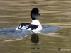 Filename=0043_fotowilga~57.JPG
Filesize=254KB
Dimensions=700x525
Date added=Apr 04, 2018 0043_fotowilga~57.JPG