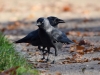 Filename=0045_fotowilga~57.JPG
Filesize=269KB
Dimensions=700x525
Date added=Nov 23, 2018 0045_fotowilga~57.JPG