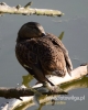 Filename=00460_fotowilga~12.JPG
Filesize=62KB
Dimensions=384x480
Date added=Sep 16, 2017 00460_fotowilga~12.JPG