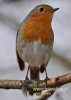 Filename=00460_fotowilga~8.JPG
Filesize=66KB
Dimensions=343x480
Date added=Jun 19, 2016 00460_fotowilga~8.JPG