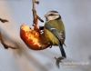 Filename=0046_fotowilga~20.JPG
Filesize=81KB
Dimensions=611x480
Date added=Jan 08, 2016 0046_fotowilga~20.JPG