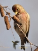 Filename=0046_fotowilga~31.JPG
Filesize=72KB
Dimensions=360x480
Date added=Aug 14, 2016 0046_fotowilga~31.JPG