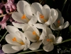 Filename=0047_fotowilga.JPG
Filesize=250KB
Dimensions=700x541
Date added=Aug 11, 2019 0047_fotowilga.JPG