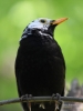 Filename=0048_fotowilga~61.JPG
Filesize=216KB
Dimensions=525x700
Date added=Mar 02, 2019 0048_fotowilga~61.JPG