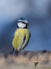 Filename=00490_fotowilga~24.JPG
Filesize=246KB
Dimensions=525x700
Date added=Feb 14, 2019 00490_fotowilga~24.JPG