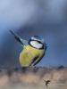 Filename=00491_fotowilga~6.JPG
Filesize=237KB
Dimensions=525x700
Date added=Feb 14, 2019 00491_fotowilga~6.JPG