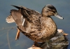 Filename=00492_fotowilga~5.JPG
Filesize=129KB
Dimensions=720x508
Date added=May 15, 2014 00492_fotowilga~5.JPG