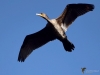Filename=00499_fotowilga~0.JPG
Filesize=218KB
Dimensions=700x525
Date added=Jul 09, 2019 00499_fotowilga~0.JPG