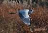Filename=004_fotowilga~17.JPG
Filesize=124KB
Dimensions=640x438
Date added=Nov 05, 2015 004_fotowilga~17.JPG