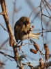 Filename=004_fotowilga~19.JPG
Filesize=82KB
Dimensions=360x480
Date added=Feb 19, 2016 004_fotowilga~19.JPG