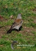 Filename=004_fotowilga~29.JPG
Filesize=109KB
Dimensions=343x480
Date added=Jan 18, 2017 004_fotowilga~29.JPG