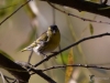 Filename=004_fotowilga~35.JPG
Filesize=252KB
Dimensions=700x525
Date added=Nov 04, 2018 004_fotowilga~35.JPG