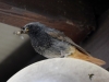 Filename=004_fotowilga~36.JPG
Filesize=223KB
Dimensions=700x525
Date added=Jul 12, 2017 004_fotowilga~36.JPG